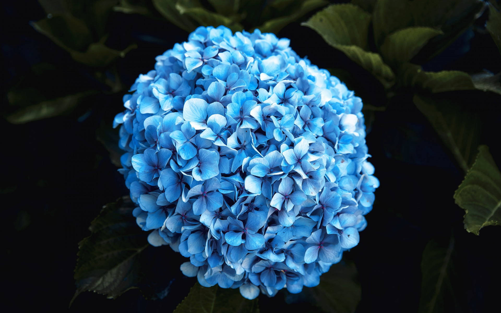Blue Hydrangea Beautiful Flower Picture