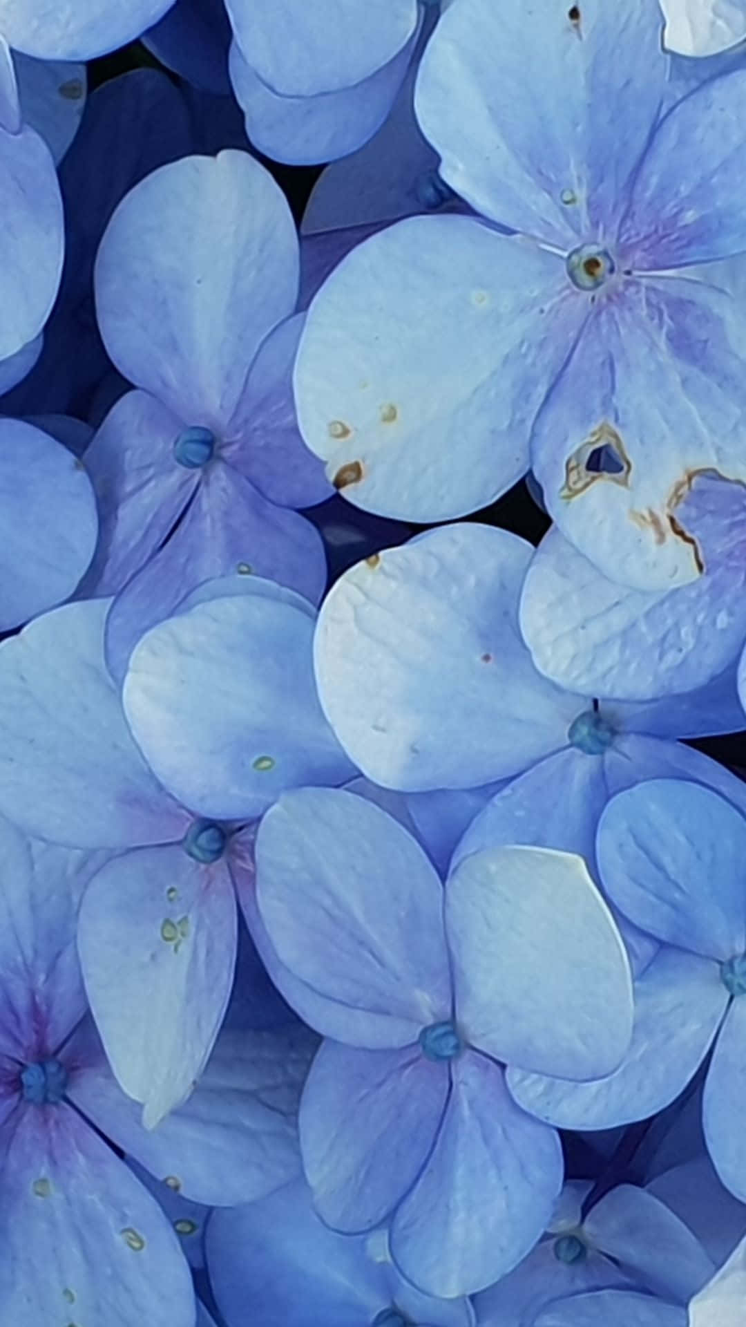 Blue Hydrangea Closeup_ Spring Aesthetic.jpg Wallpaper