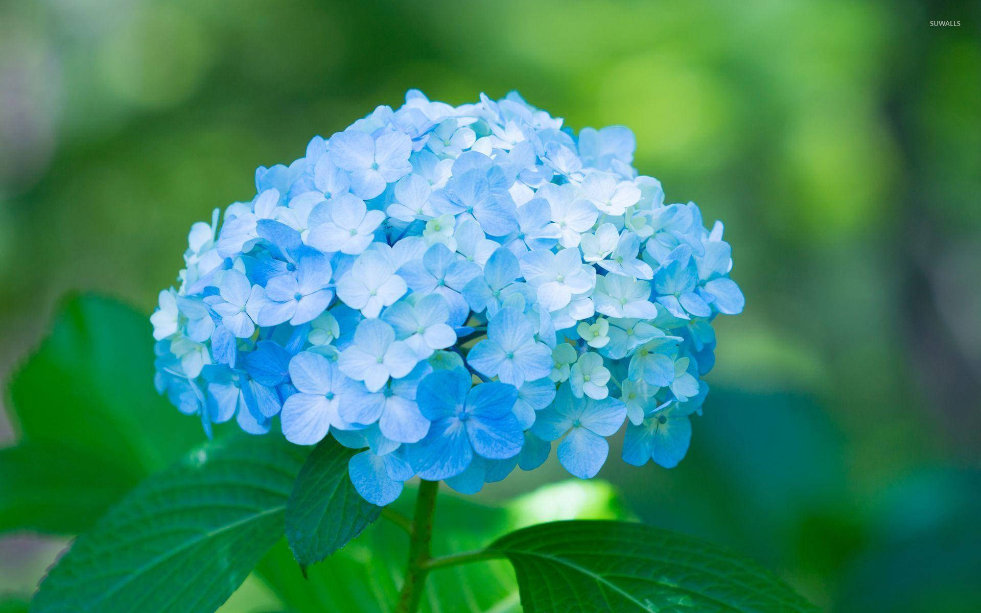 Florde Hortensia Azul De Cerca Fondo de pantalla