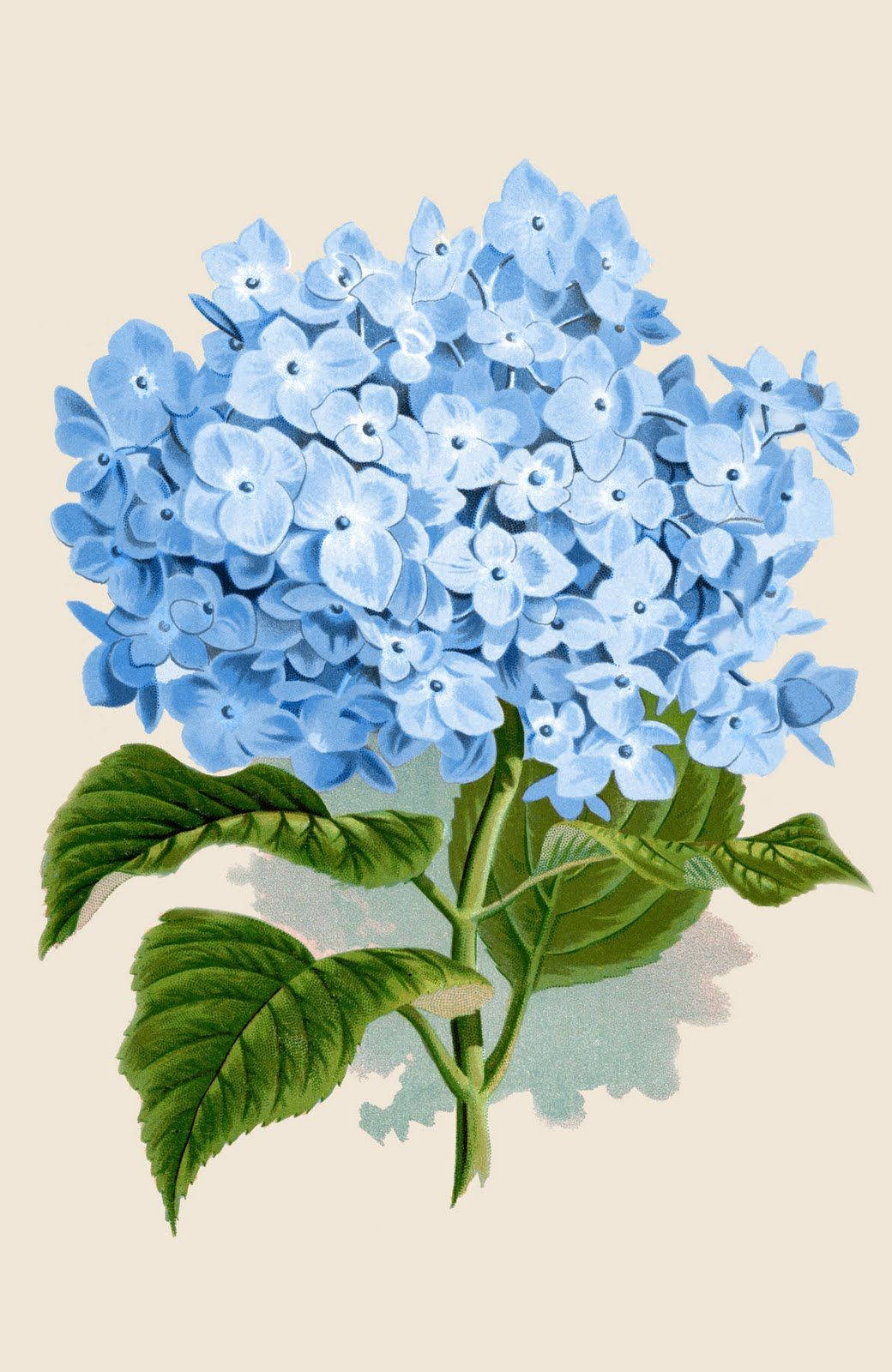 Vibrant Blue Hydrangea Illustration Wallpaper