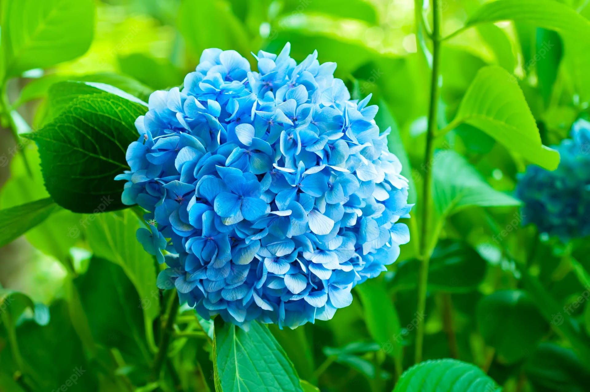 Florde Hortensia Azul Rodeada De Hojas Fondo de pantalla