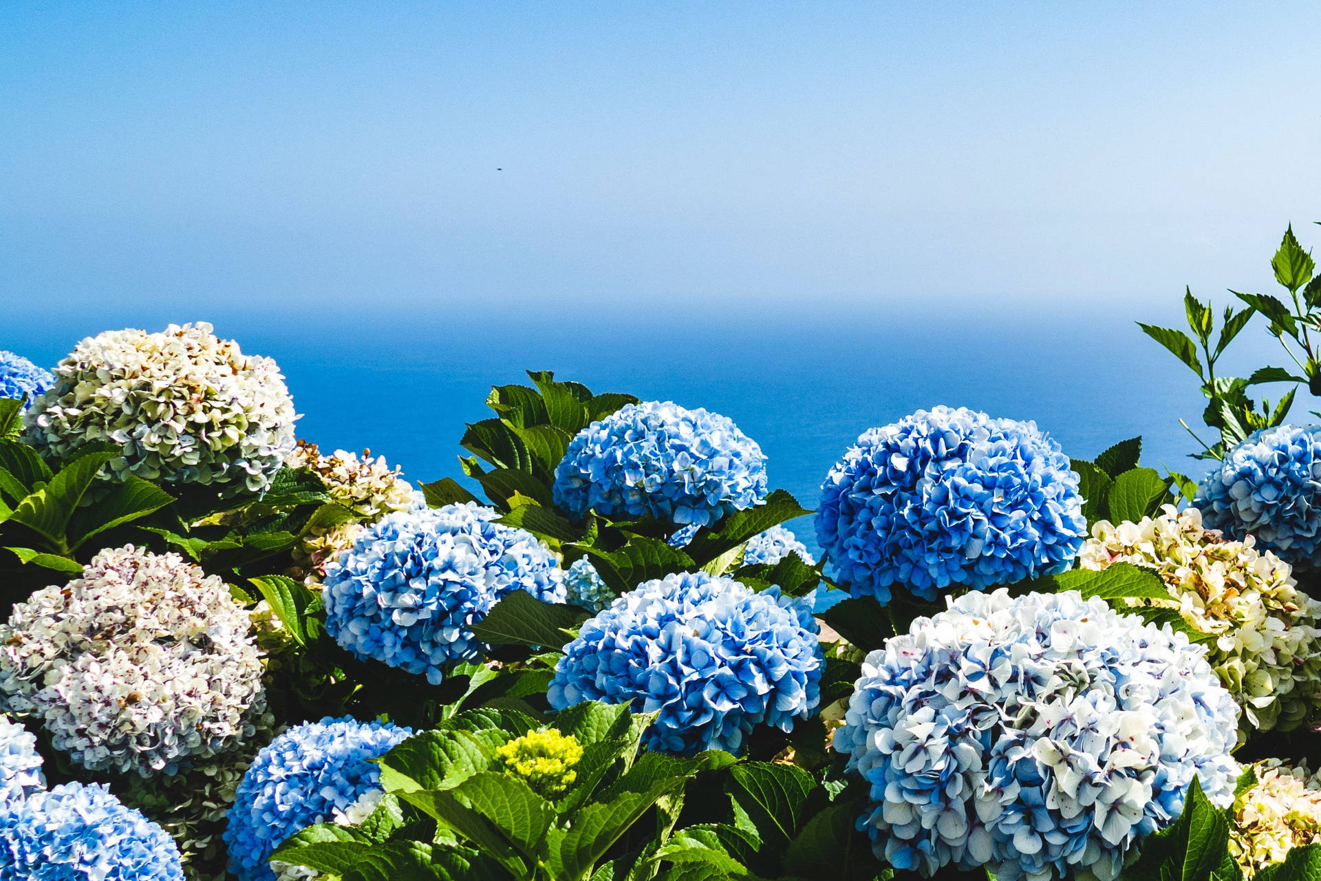 Blauehortensienblumen In Der Nähe Des Meeres Wallpaper