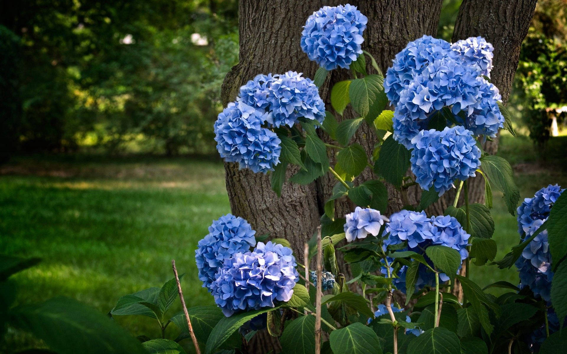 Blue Hydrangea Flowers Near Tree Wallpaper
