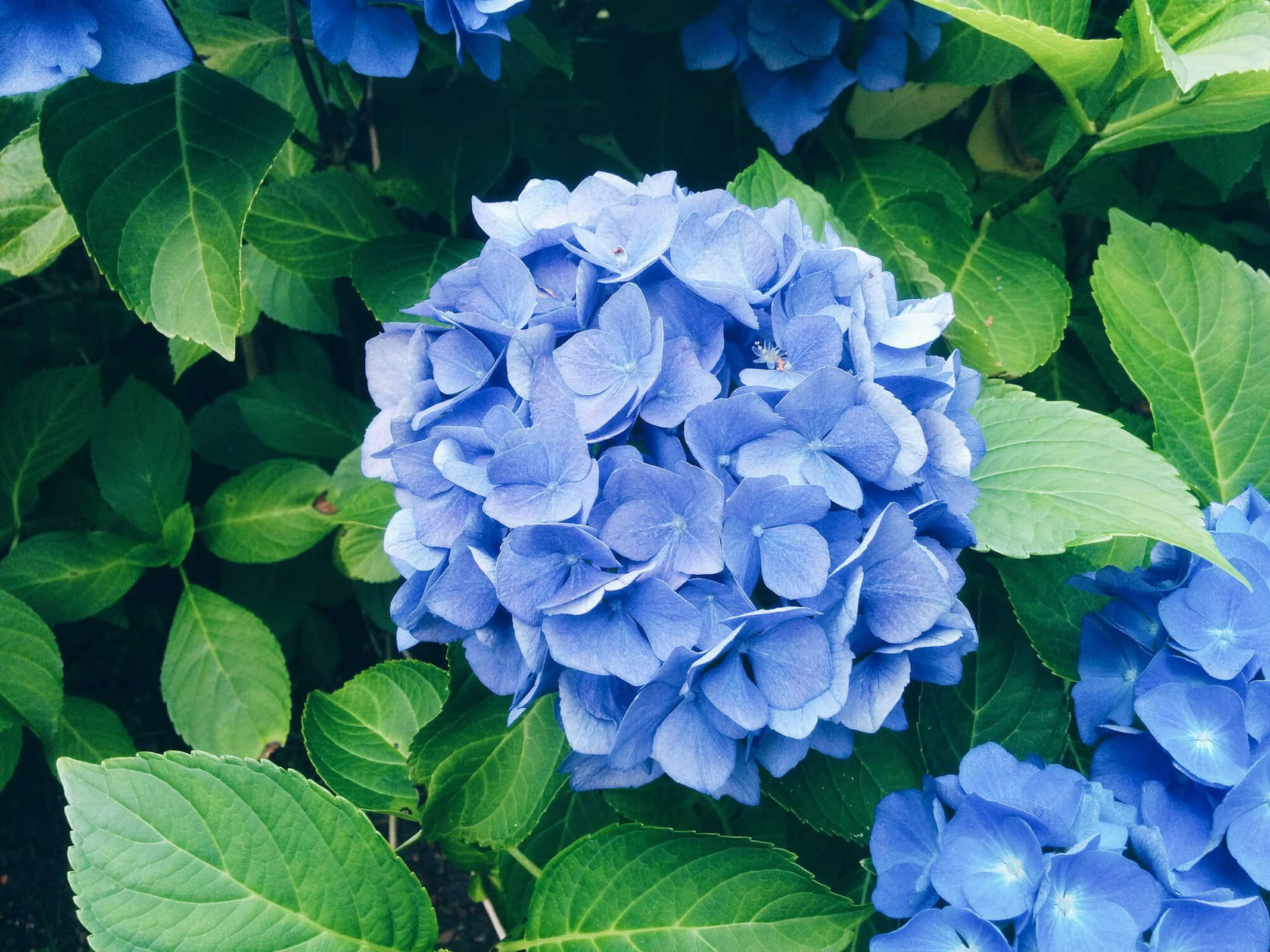 Blue Hydrangea Flowers Outdoors Wallpaper