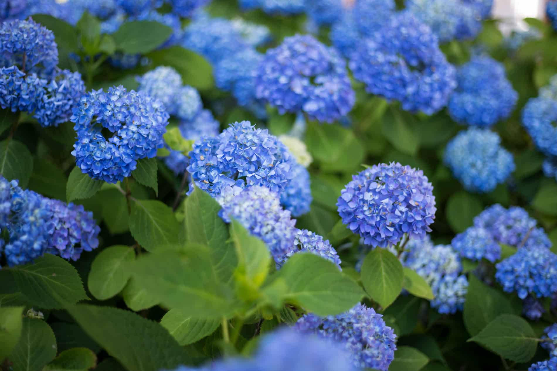 Blauehortensienblumen Im Freien Wallpaper