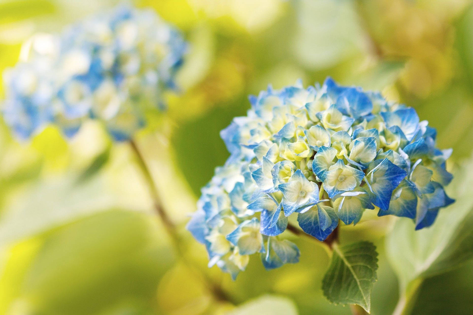 Blue Hydrangea Flowers Wallpaper