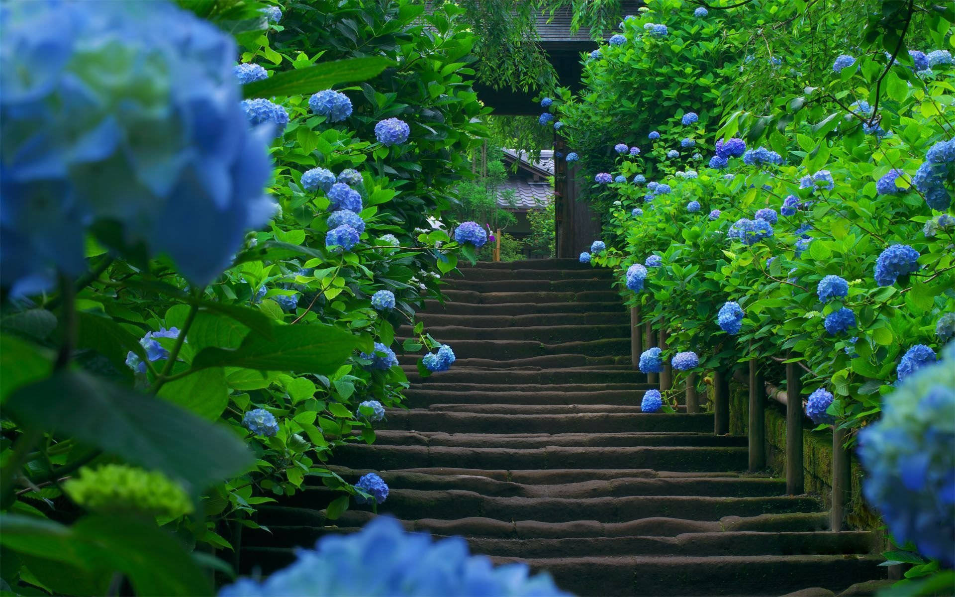 Floresde Hortensia Azules Rodeando Las Escaleras. Fondo de pantalla