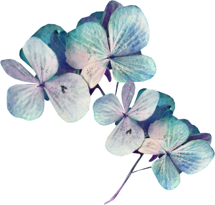Blue Hydrangea Flowers Transparent Background PNG