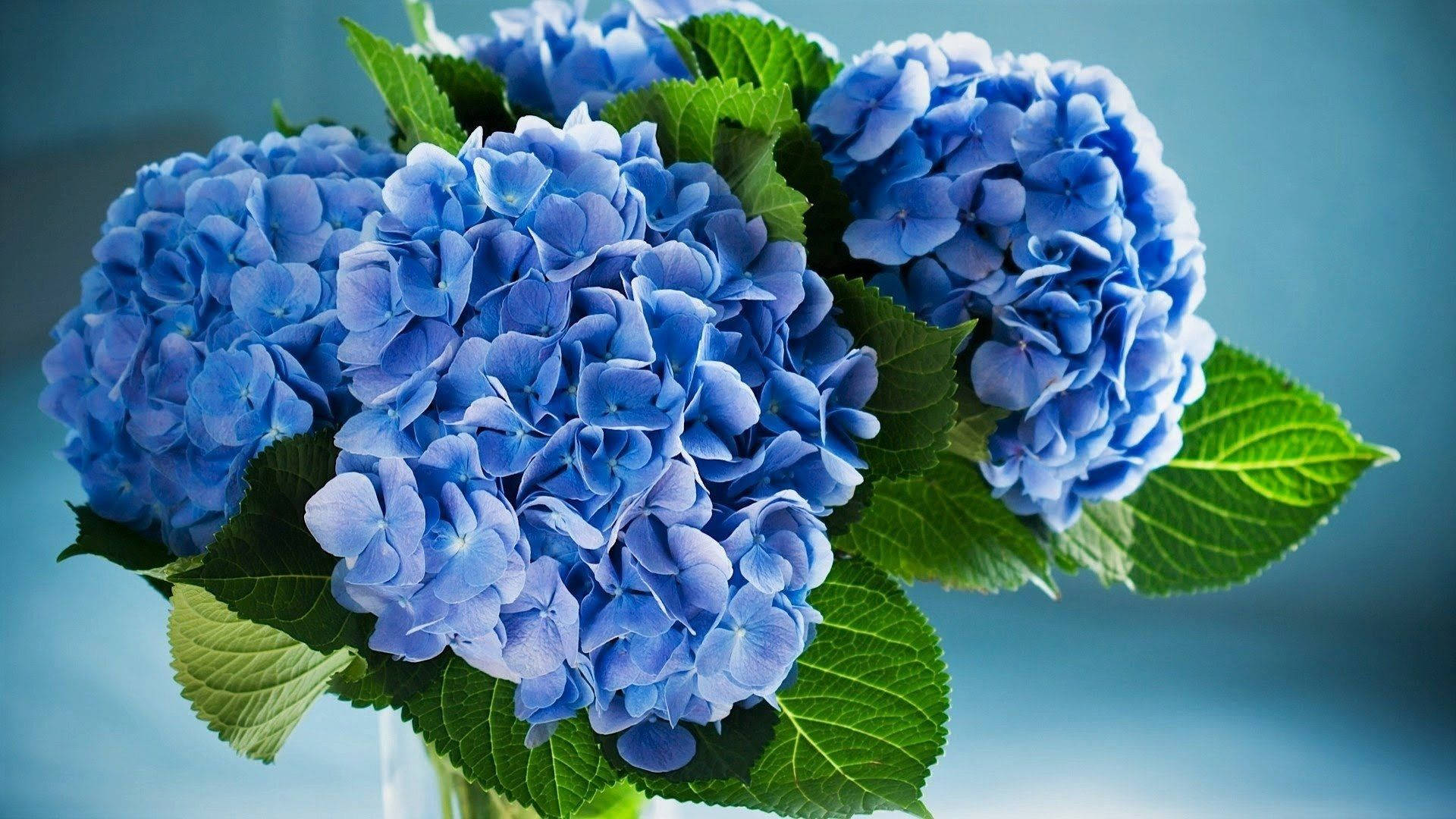 Blue Hydrangea Flowers With Leaves Wallpaper