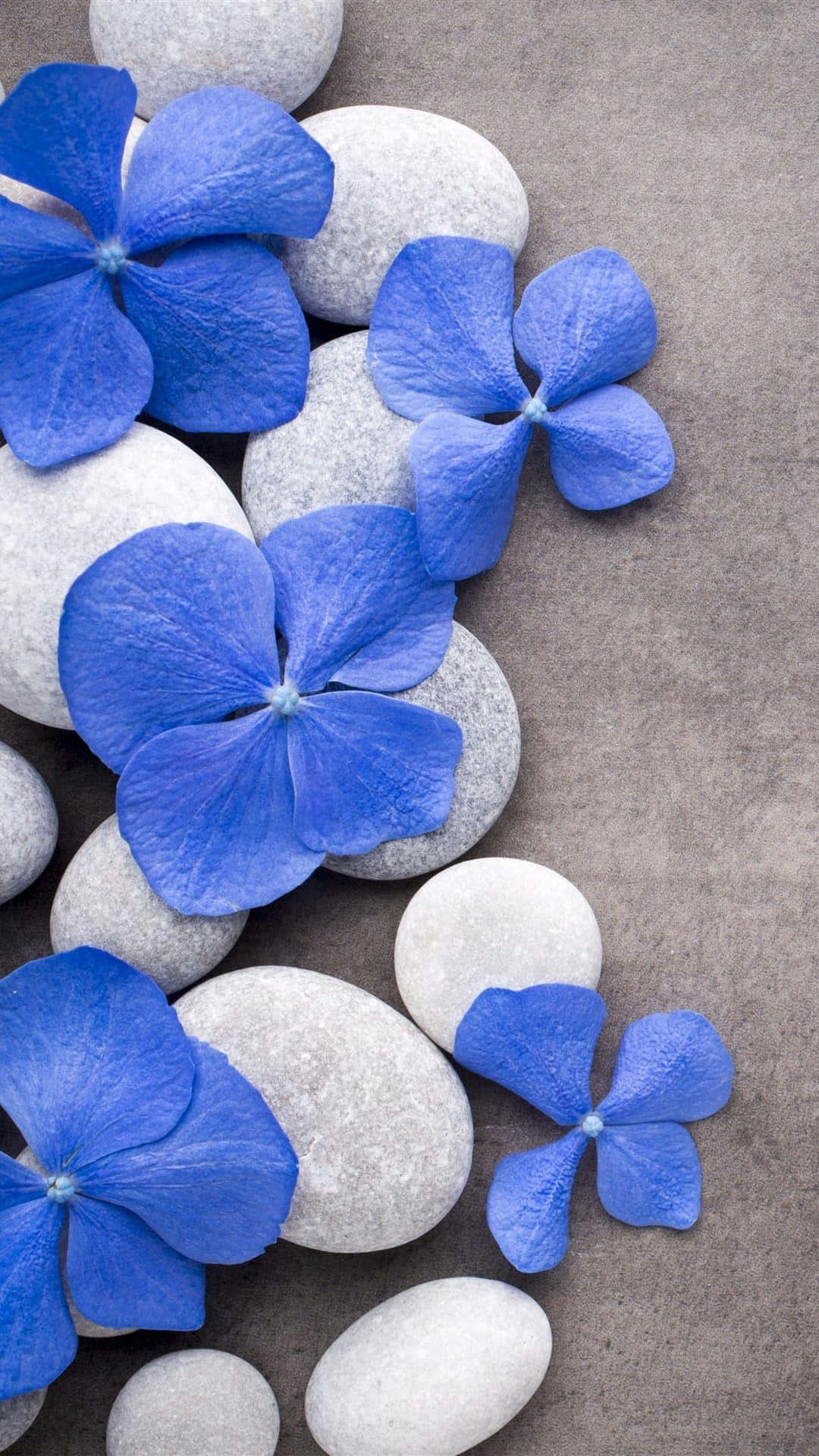 Blue Hydrangea Flowersand Spa Stones Wallpaper