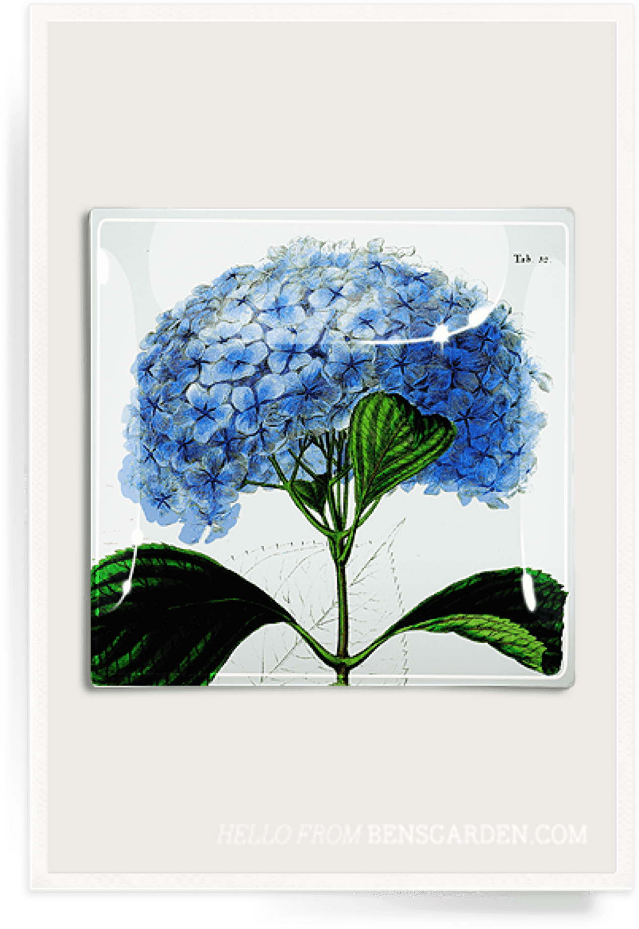Blue Hydrangea Illustration PNG