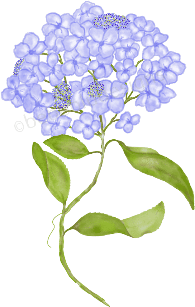 Download Blue Hydrangea Illustration | Wallpapers.com