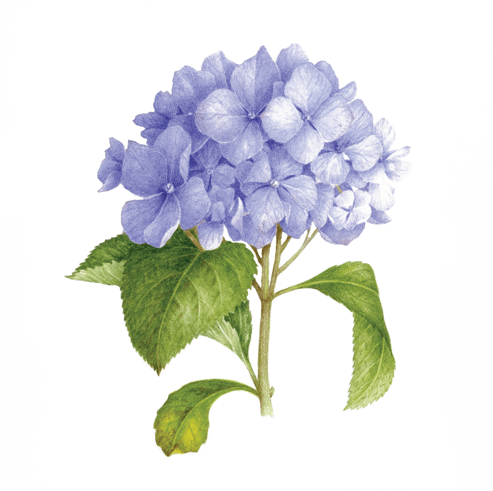 Blue Hydrangea Illustration PNG