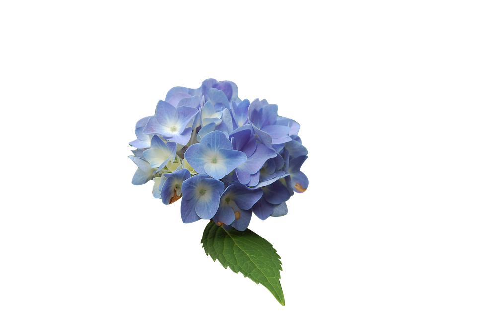 Blue Hydrangea Isolatedon Gray Background PNG