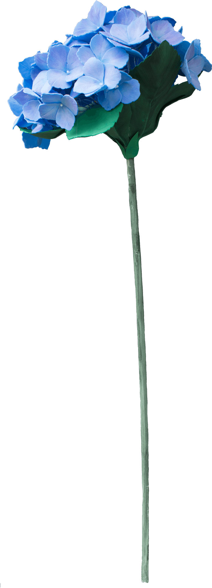 Blue Hydrangea Single Stem PNG