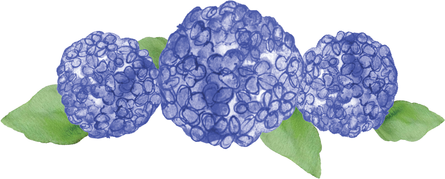 Blue Hydrangea Watercolor Illustration PNG