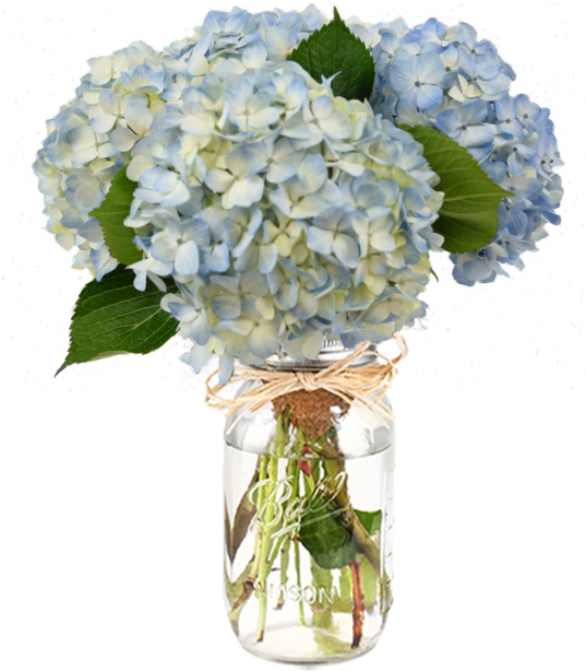 Blue Hydrangeasin Mason Jar PNG