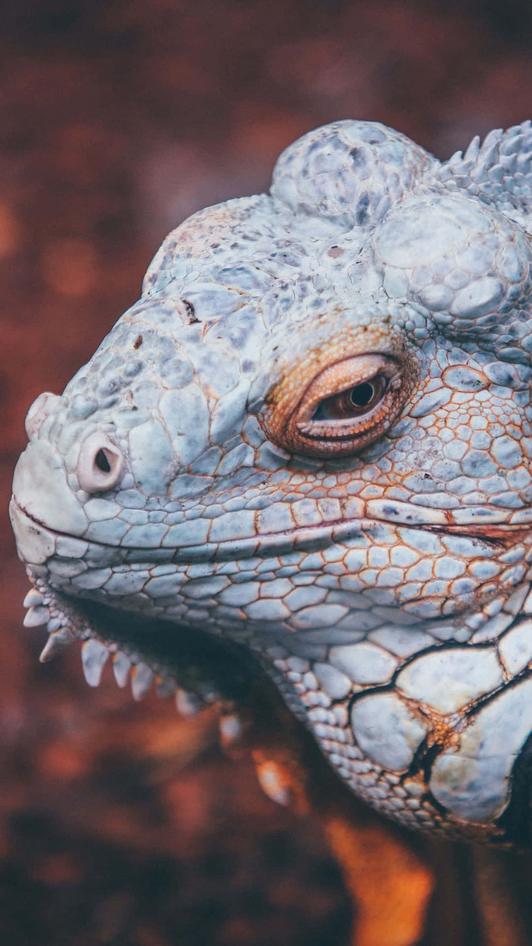 Blue Iguana Closeup Portrait Wallpaper