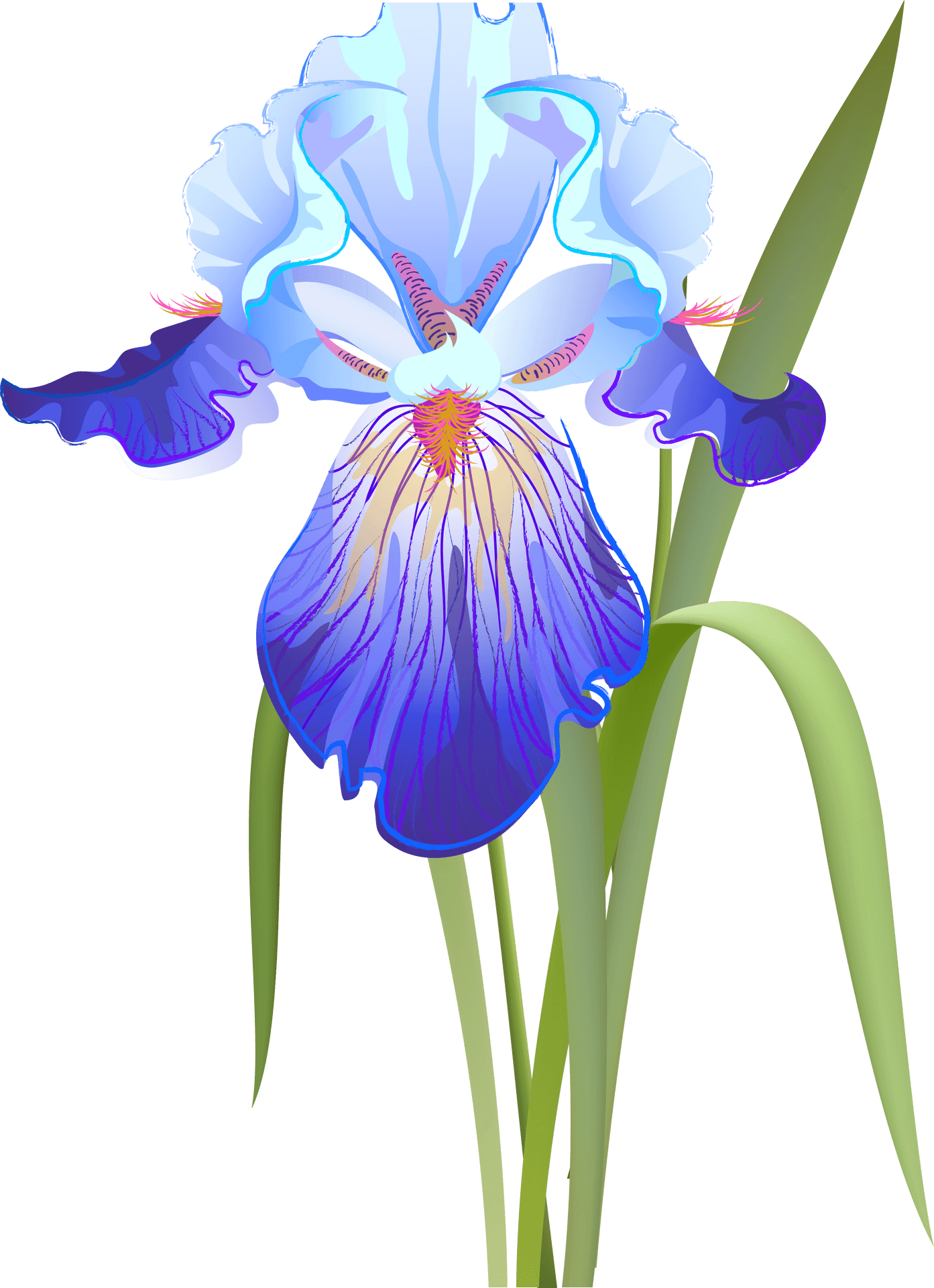 Blue Iris Flower Illustration PNG