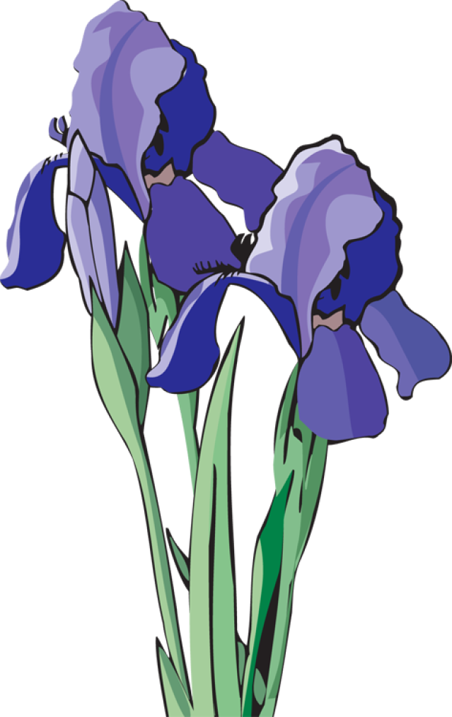 Blue Iris Flowers Illustration PNG