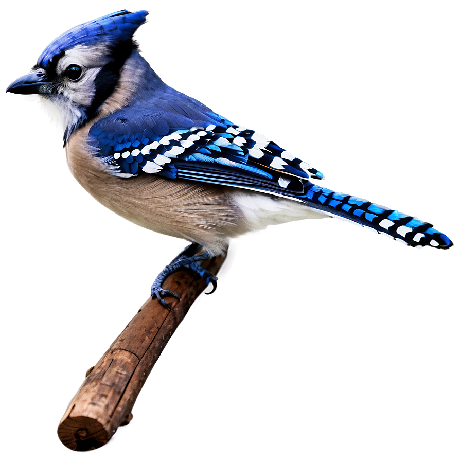 Blue Jay Bird Png 05032024 PNG