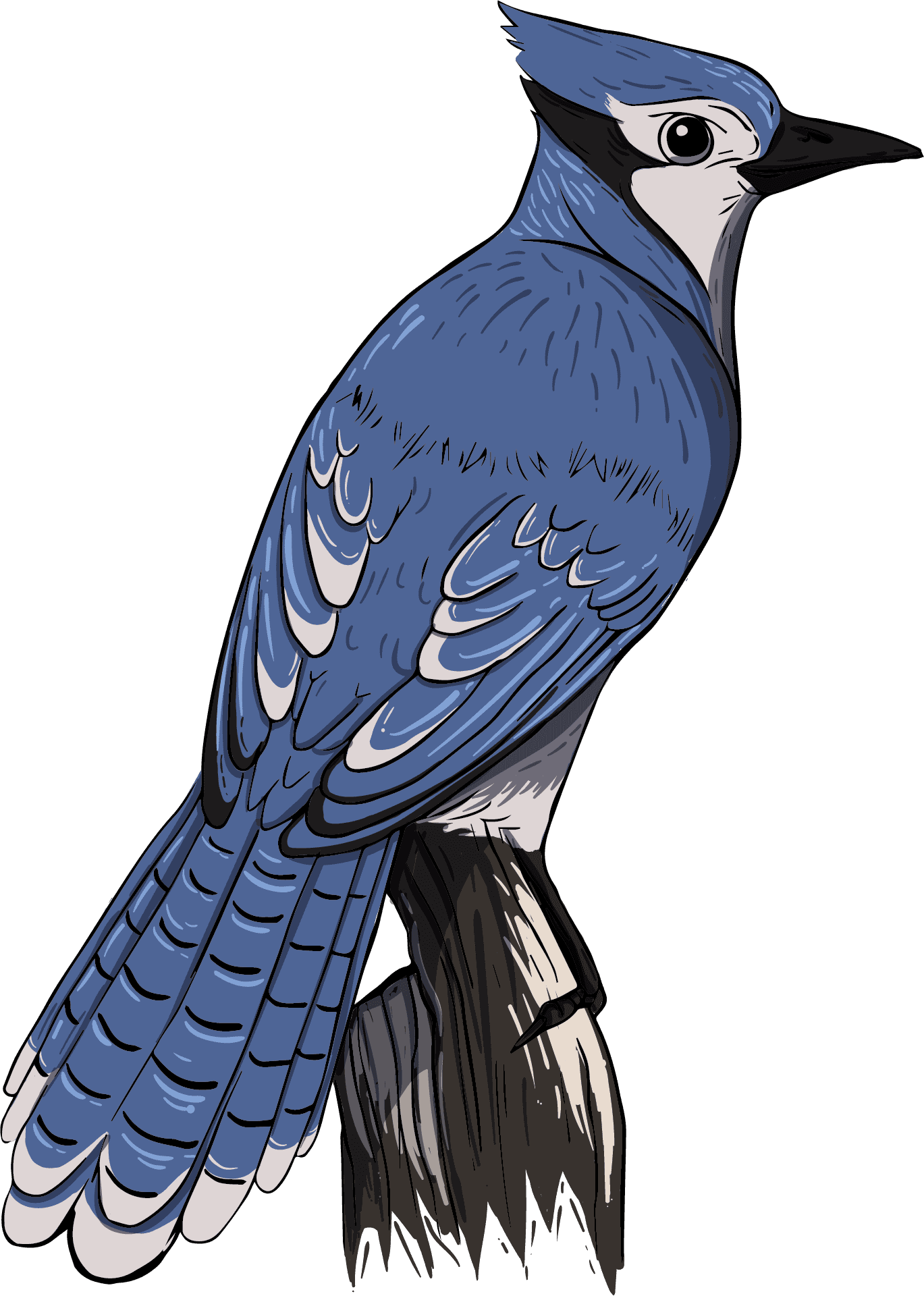 Blue Jay Illustration.png PNG