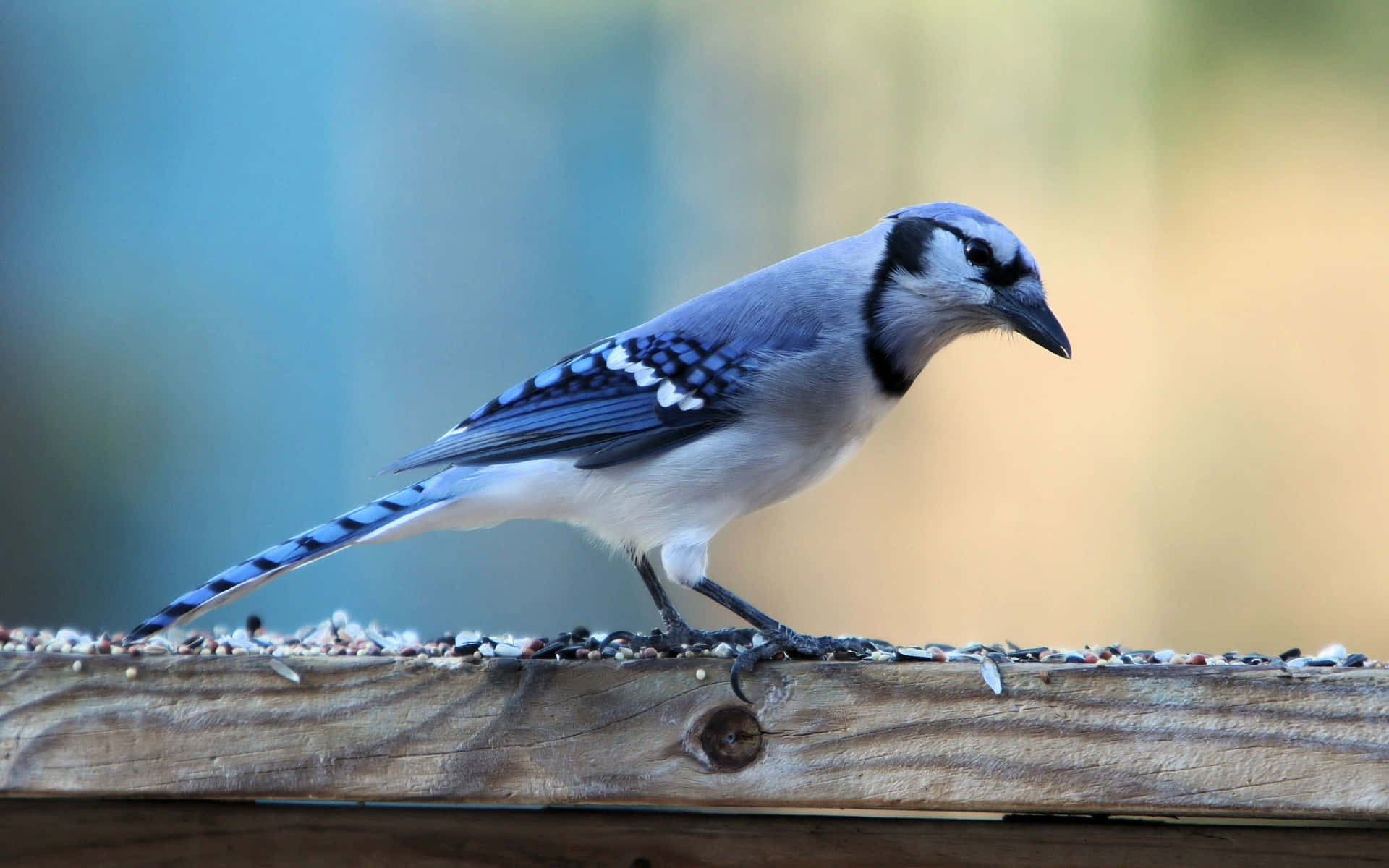 Blue Jay On Feeder Wallpaper