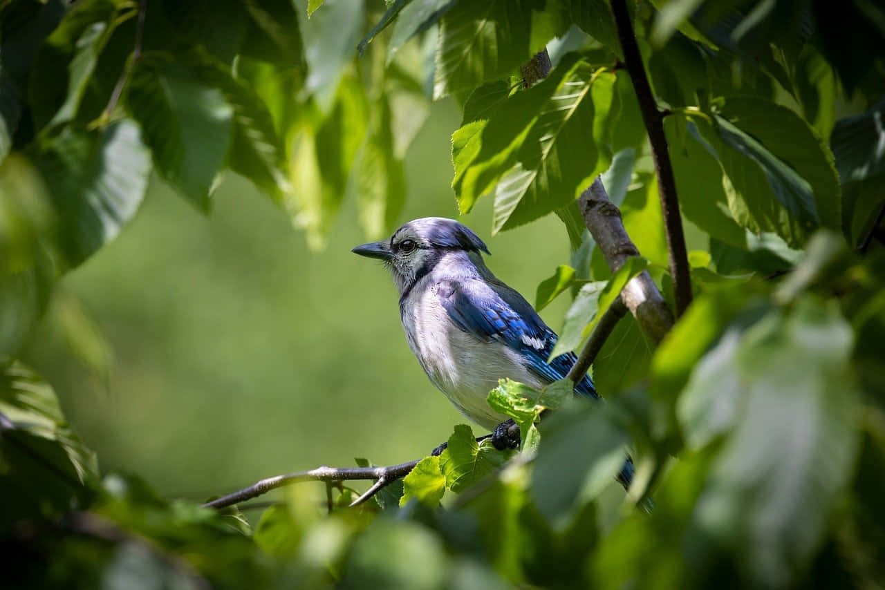 Blue Jay Perched Among Green Leaves Wallpaper