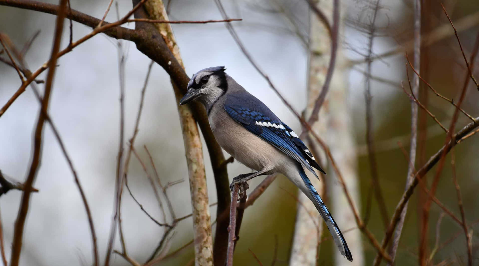 Blue Jay Perchedin Nature.jpg Wallpaper