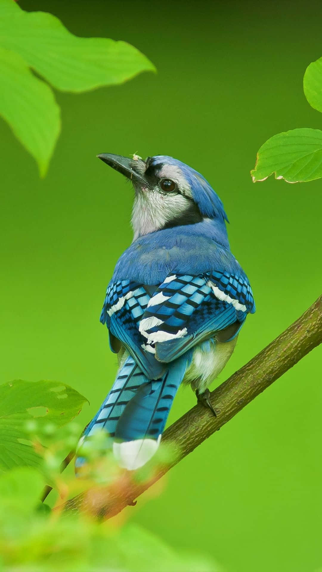 A Blue Jay Is Sitting On A Branch With Green Leaves