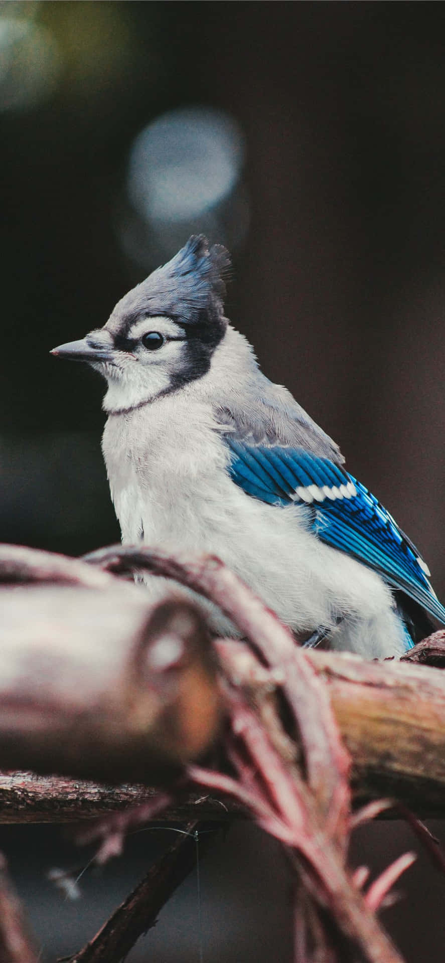 A brilliant blue jay standing atop a branch, overlooking its surroundings.