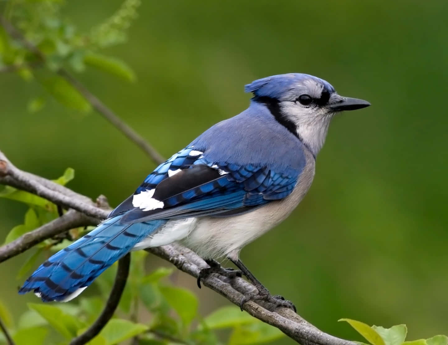 A Blue Jay stands out against a lush green forest backdrop