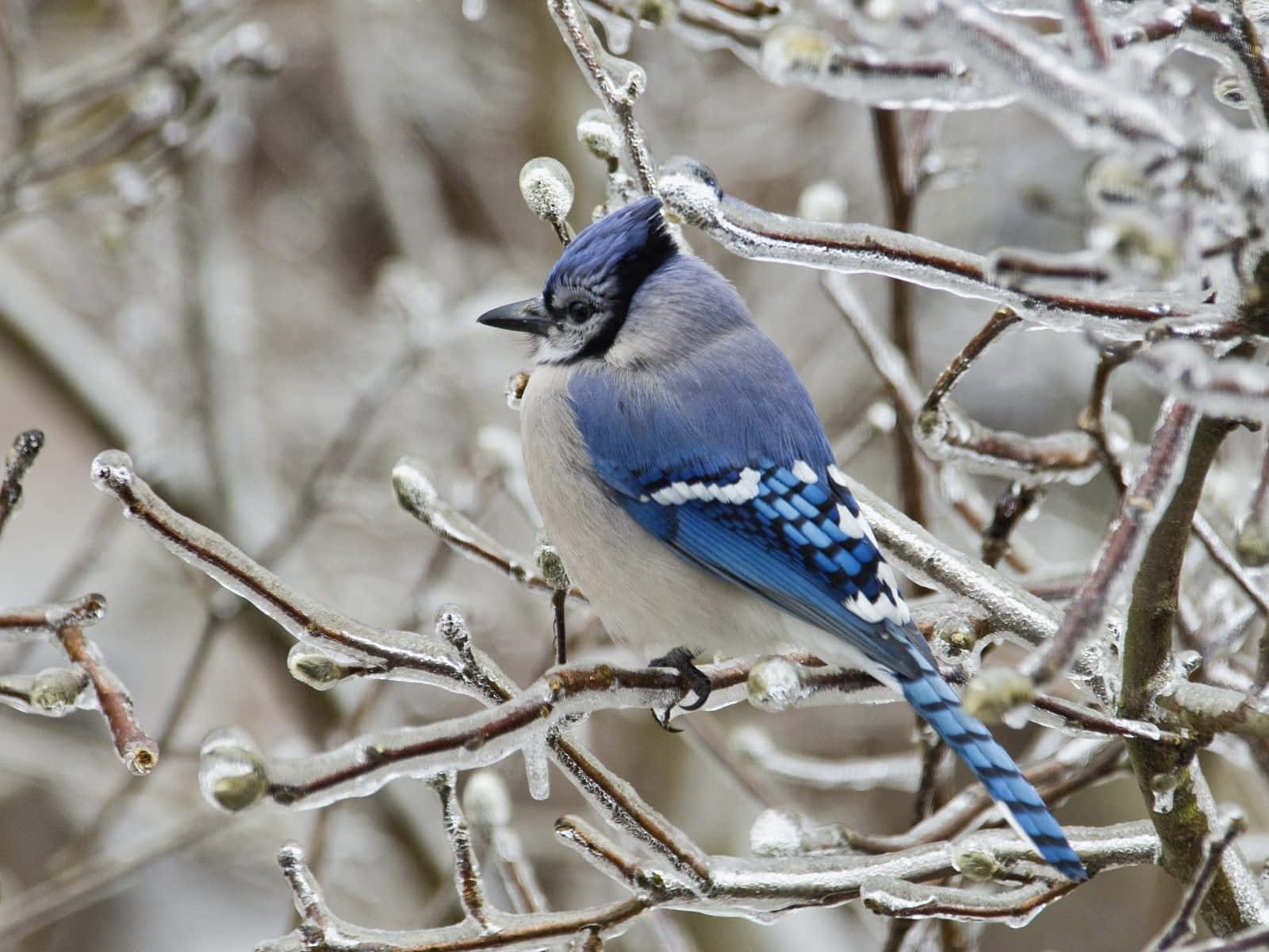 A vibrant Blue Jay perched on a branch.