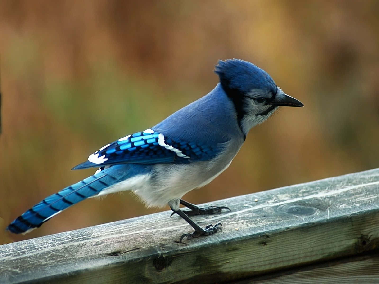 A stunning blue jay perched proudly in a tree