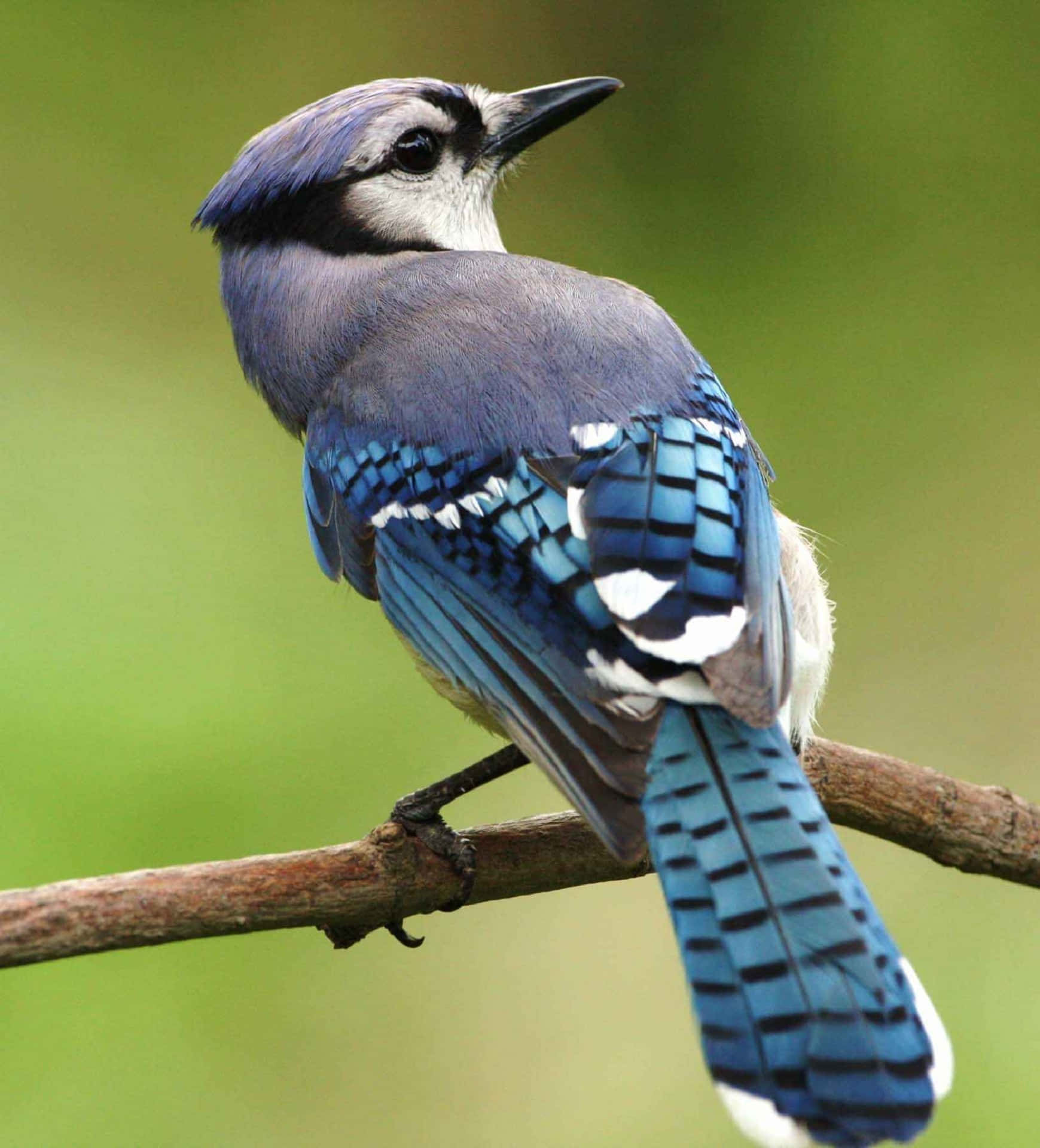 A Blue Jay perched atop a birch tree