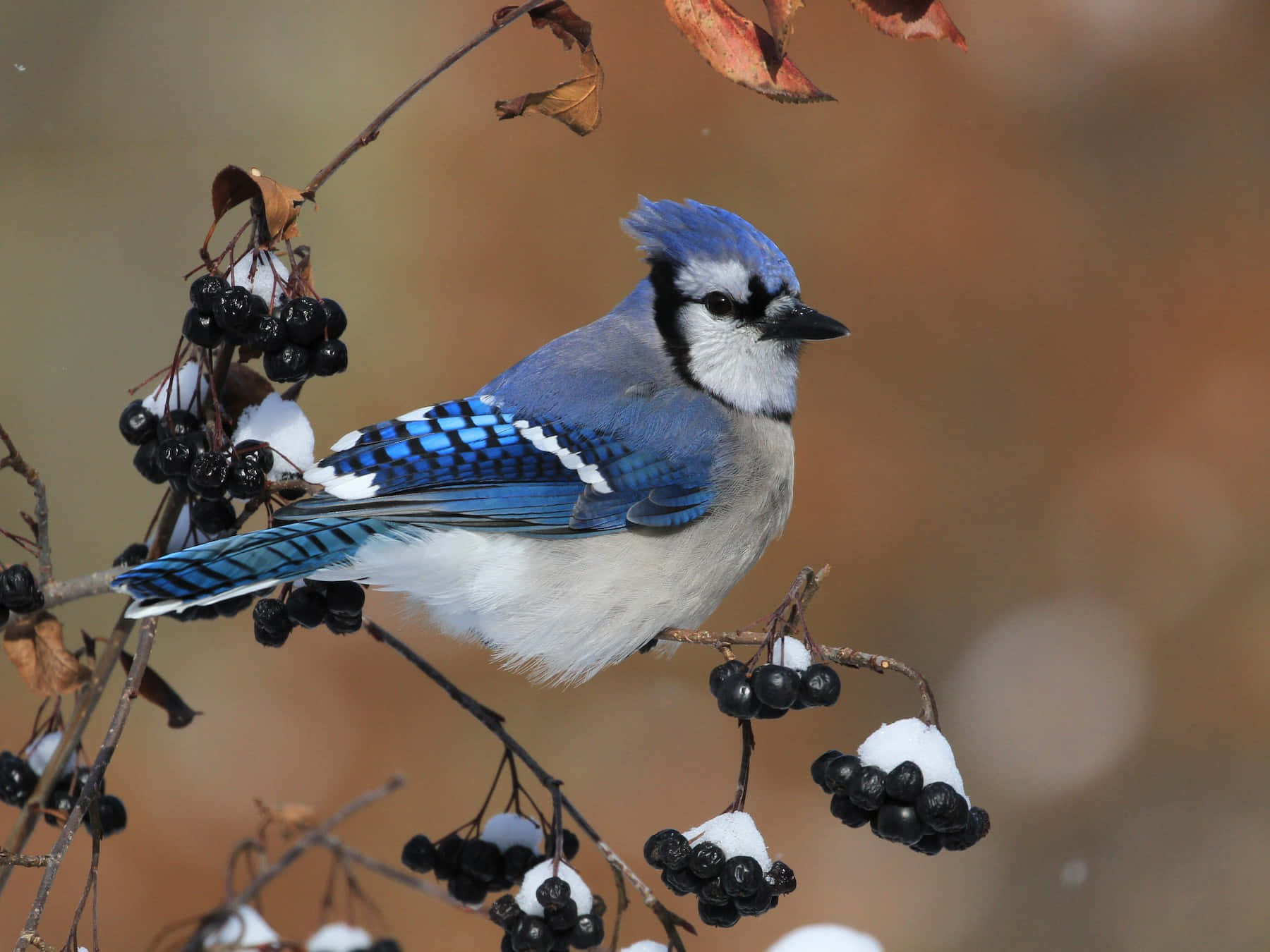 A bold Blue Jay perched atop a green branch