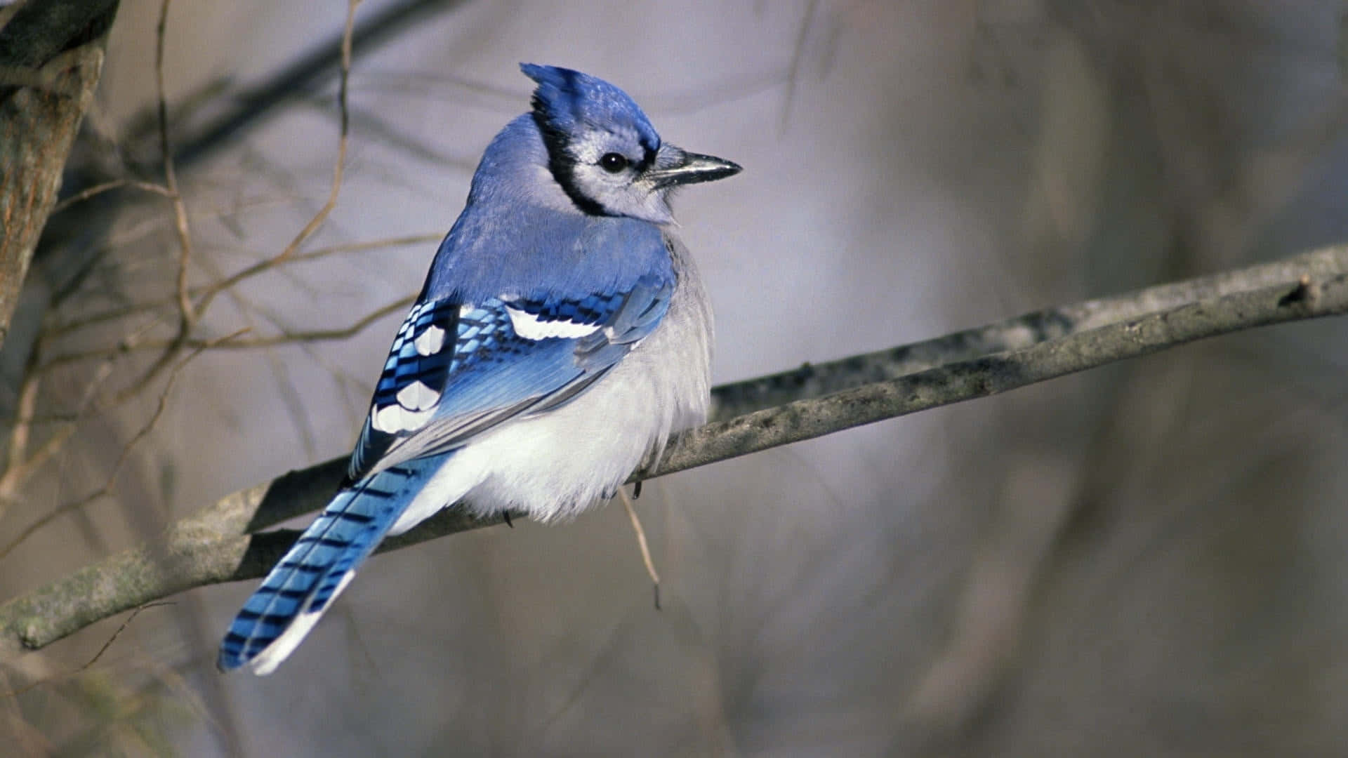 A beautiful blue jay perched on a tree branch in its colorful plumage.