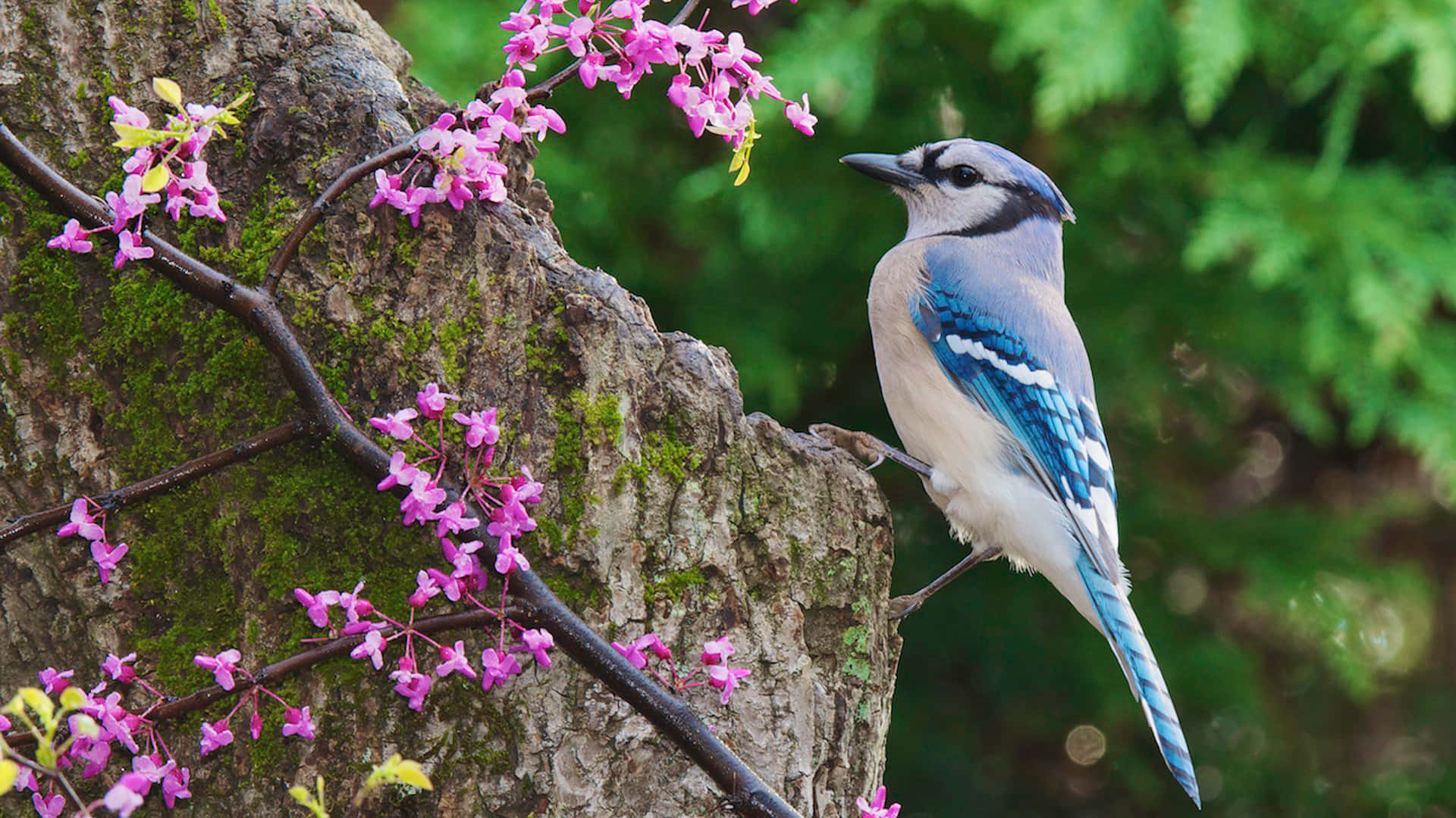 Blue Jay perched atop a tree branch