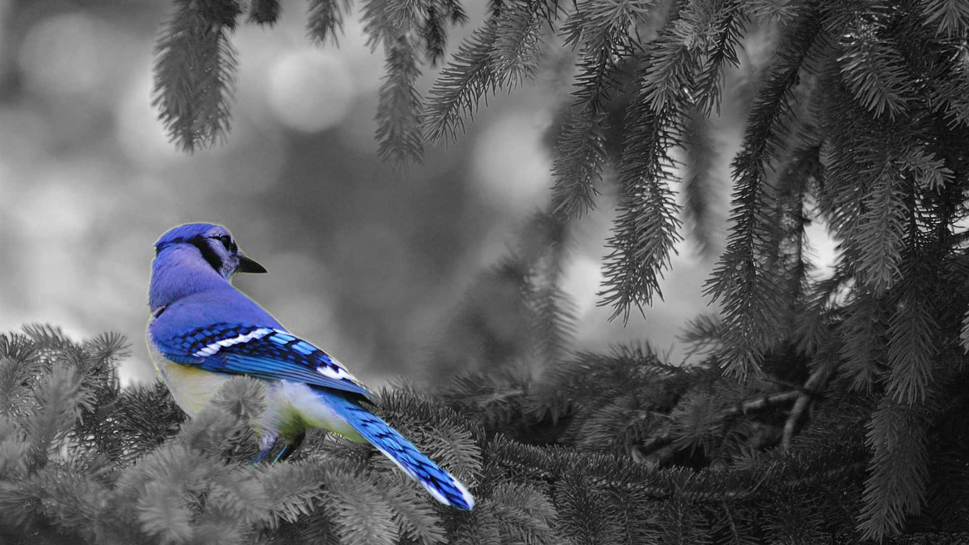 A beautiful Blue Jay resting in its natural habitat