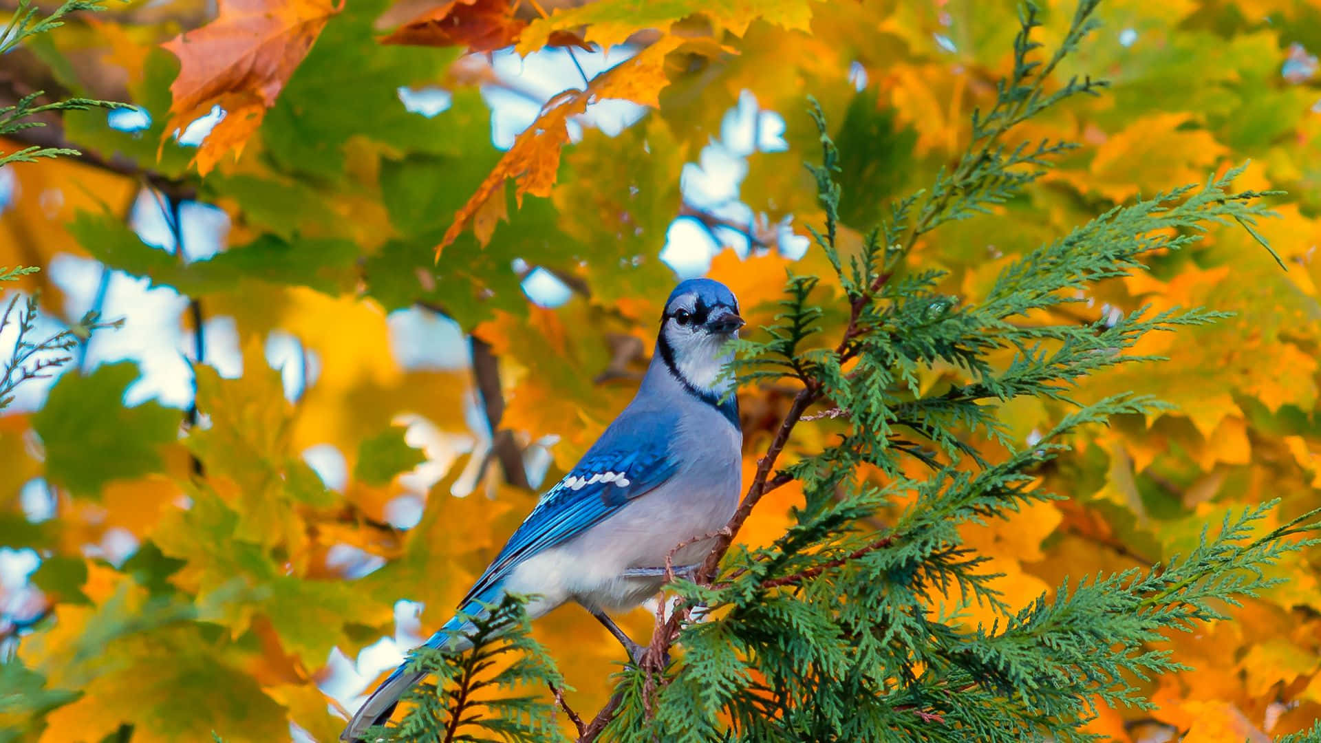 A beautiful speckled Blue Jay perched in the branches of a tree.