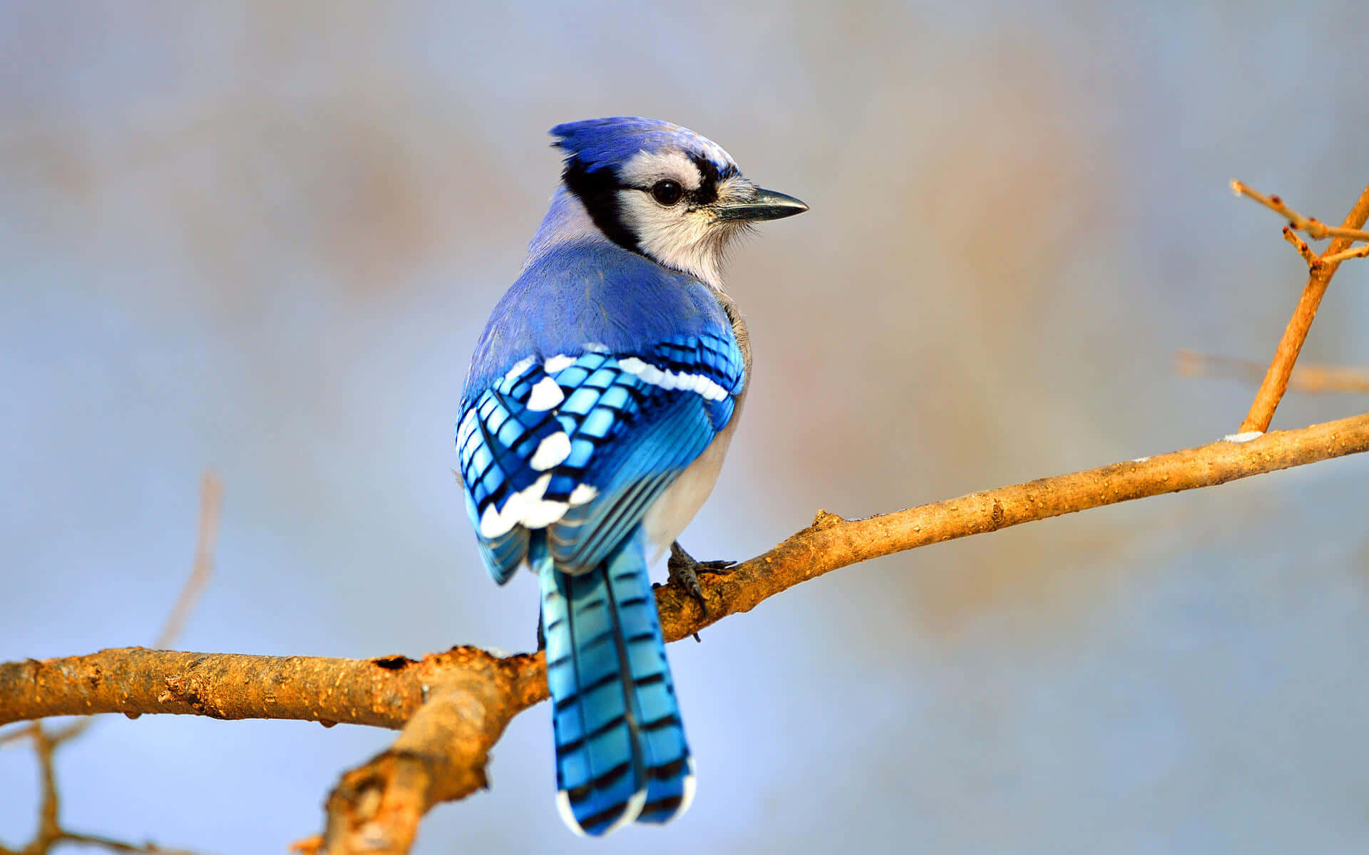 A beautiful Blue Jay perched atop a branch