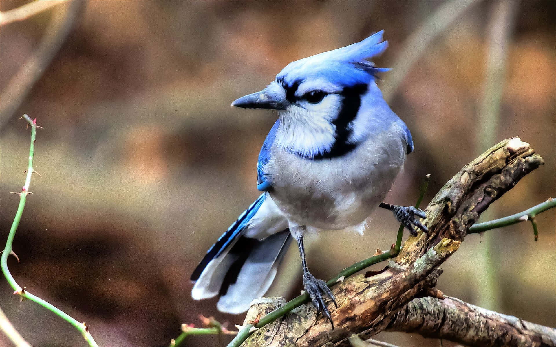 A Bright Blue Jay in Its Natural Habitat