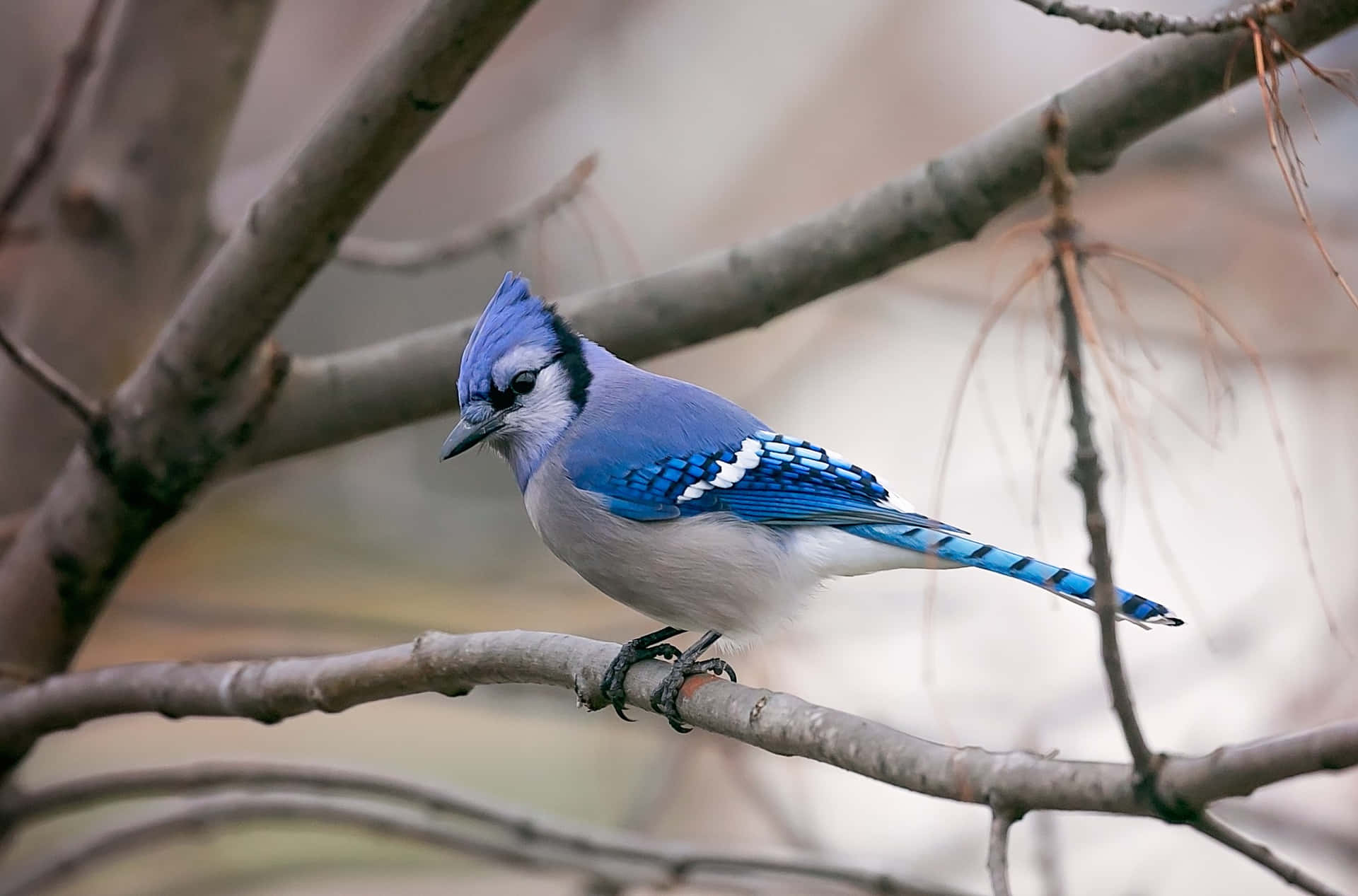 “A dramatic shot of a Blue Jay perched on a flowering branch”