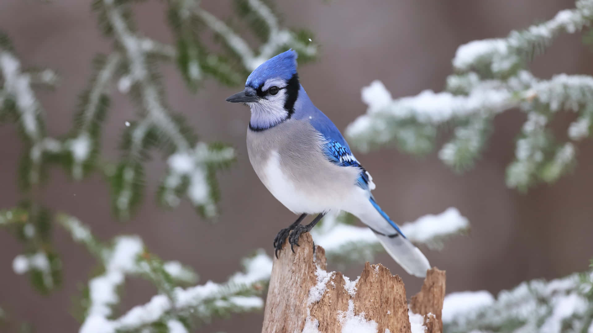 "This splendid Blue Jay perching on a tree branch is a sight that awakens the senses"