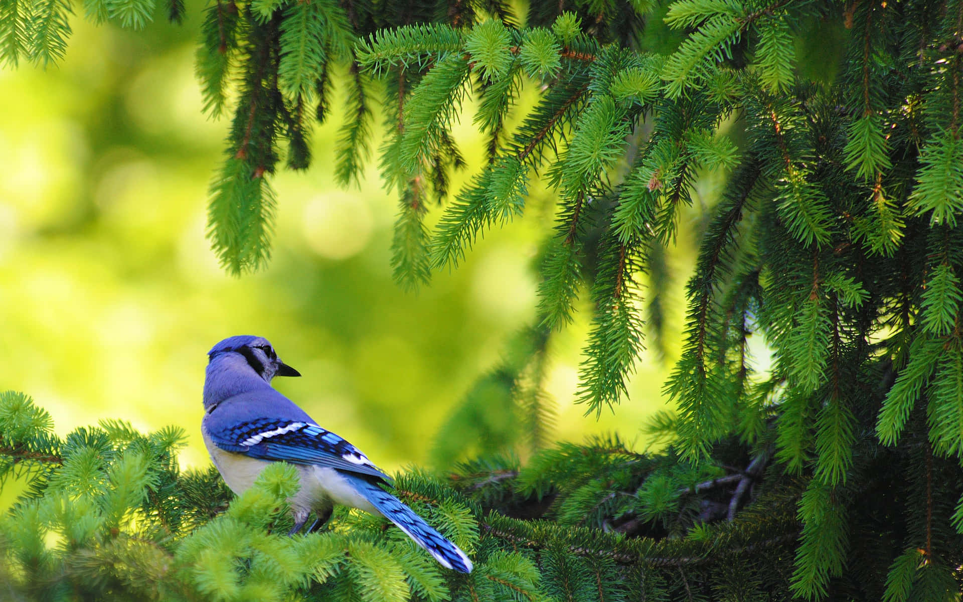 An inquisitive Blue Jay perched on a branch