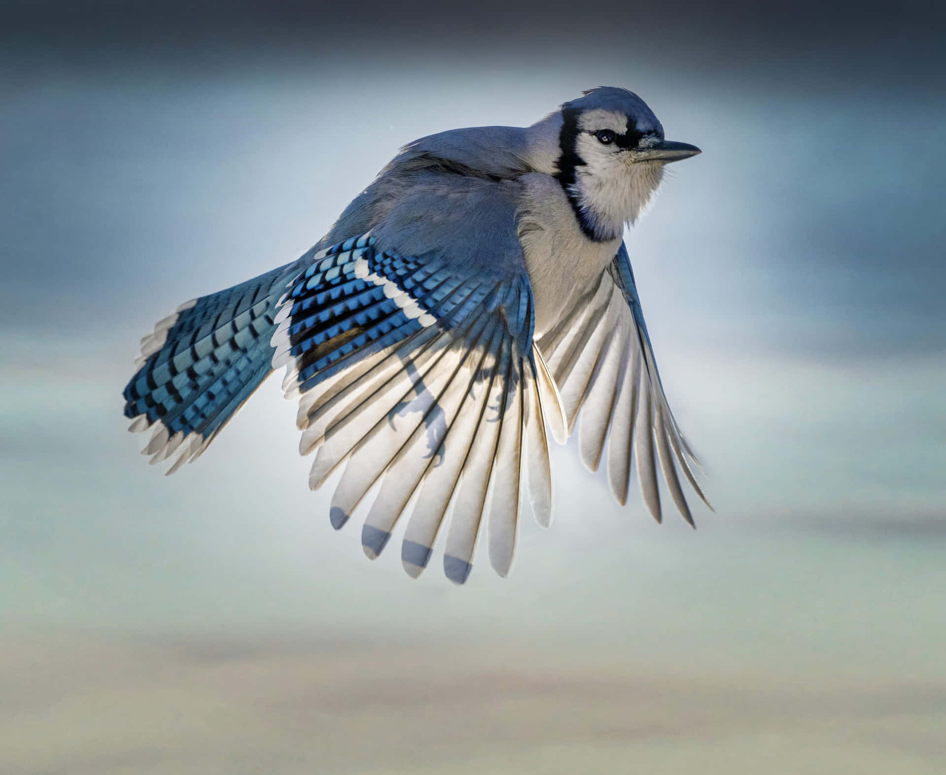 A Blue Jay Flying In The Sky