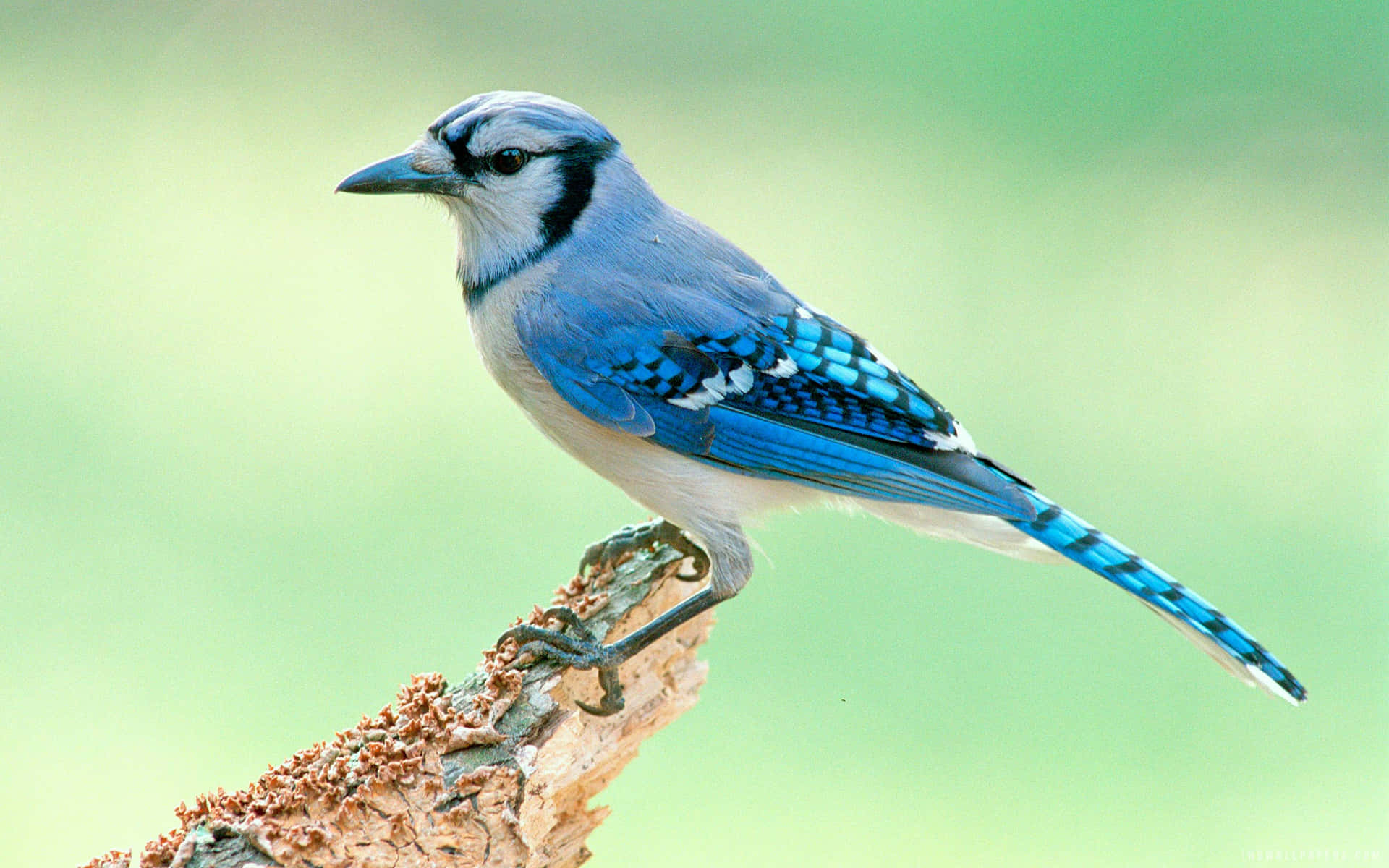A Blue Jay Lifts its wings to Fly