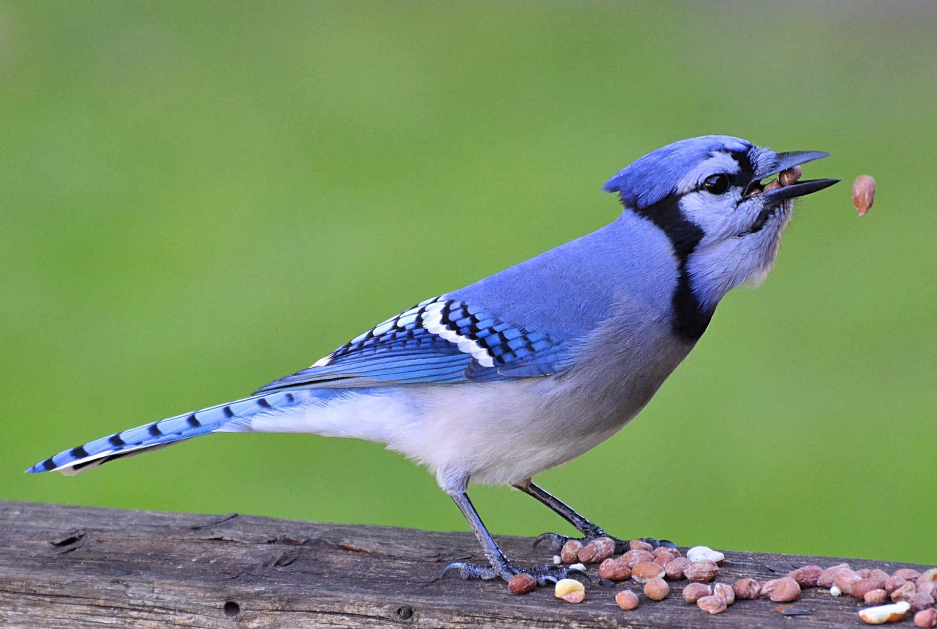 A Blue Jay perched atop the branch of a tree.