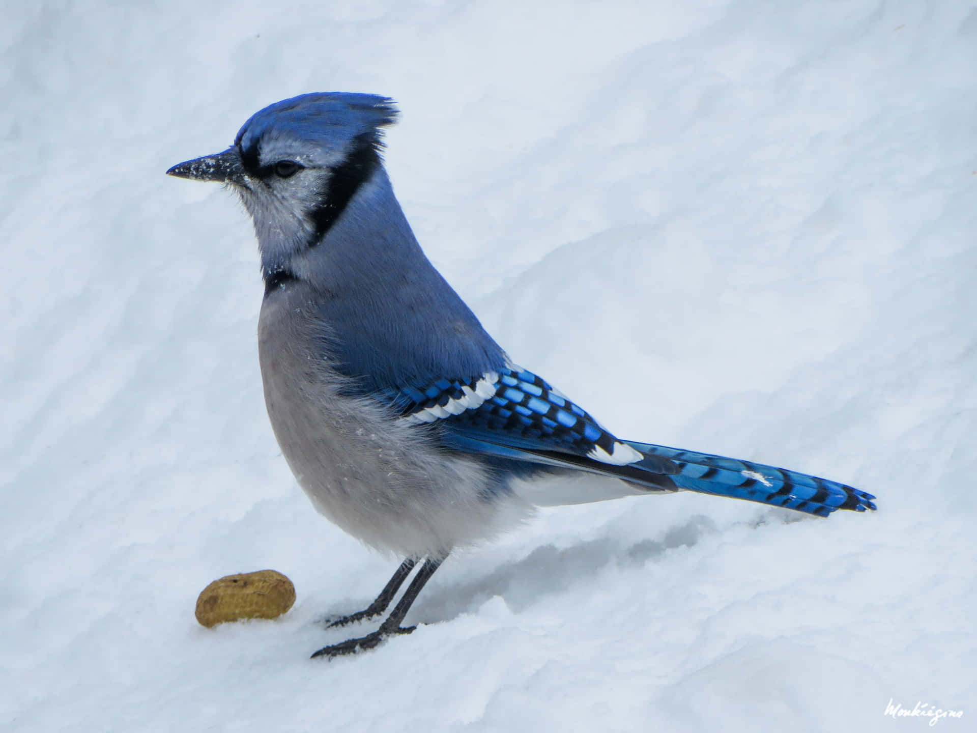 A Blue Jay Standing In The Snow