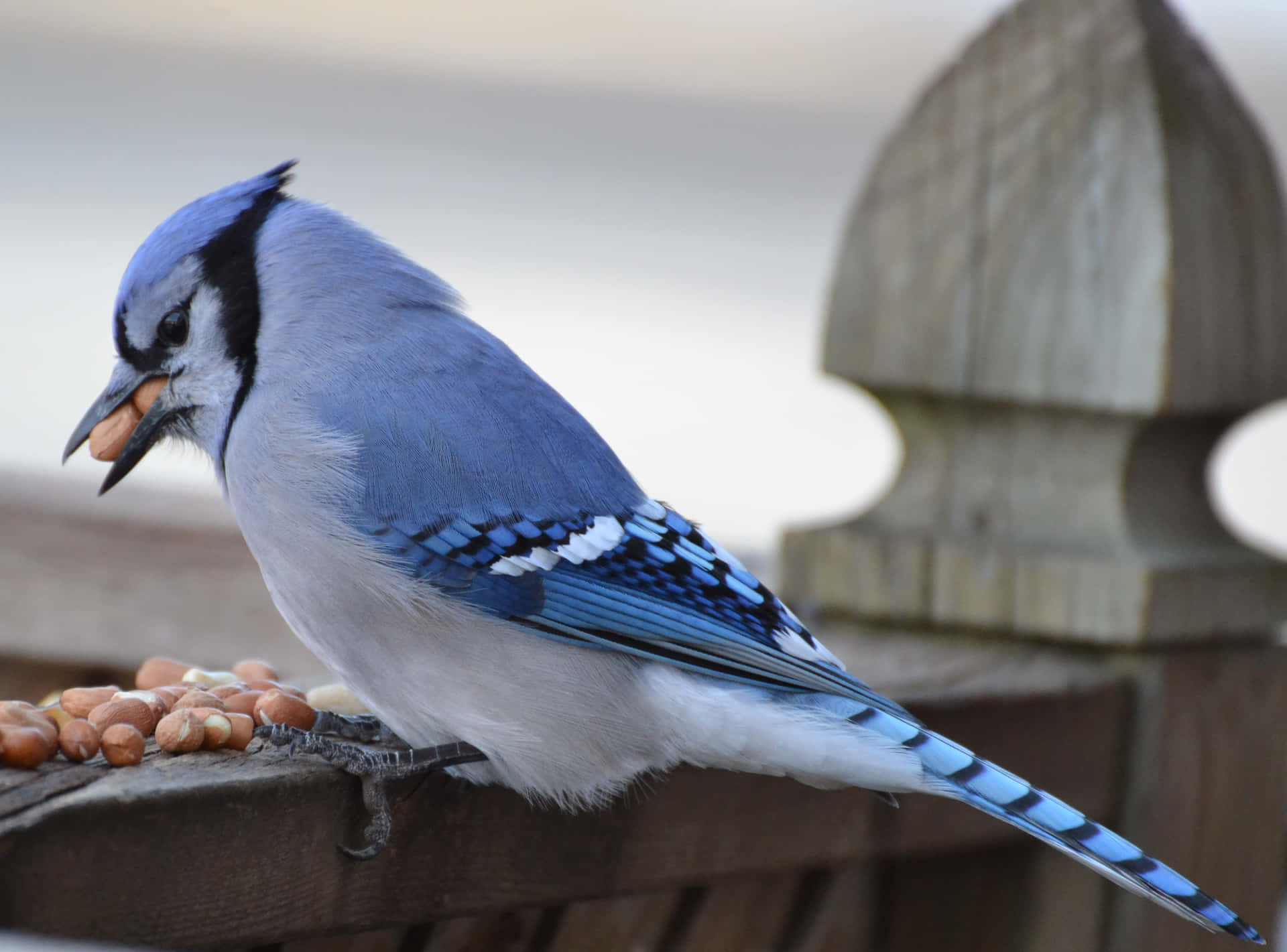 A whimsical blue jay perched on a tree